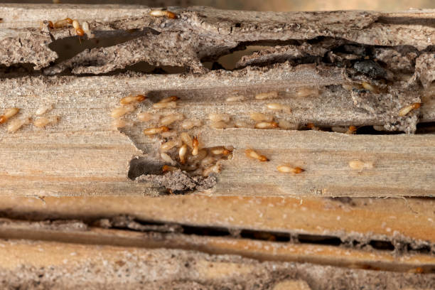Best Pest Prevention Services  in Ardsley, NY